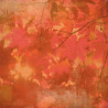 Papel Decorado Scrapbook - Basic Grey - Indian Summer - Aspen - 30x30 cm