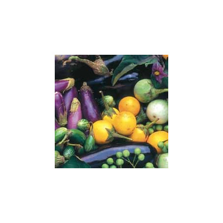 Guardanapo Aubergines