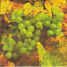 Guardanapo Decpupage - Wine Grapes