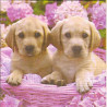 Guardanapo Cute Labradors
