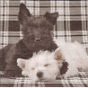 Guardanapo Black & White Friends
