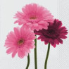 Guardanapo Beautiful Gerberas