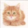 Guardanapo Cute Kitten