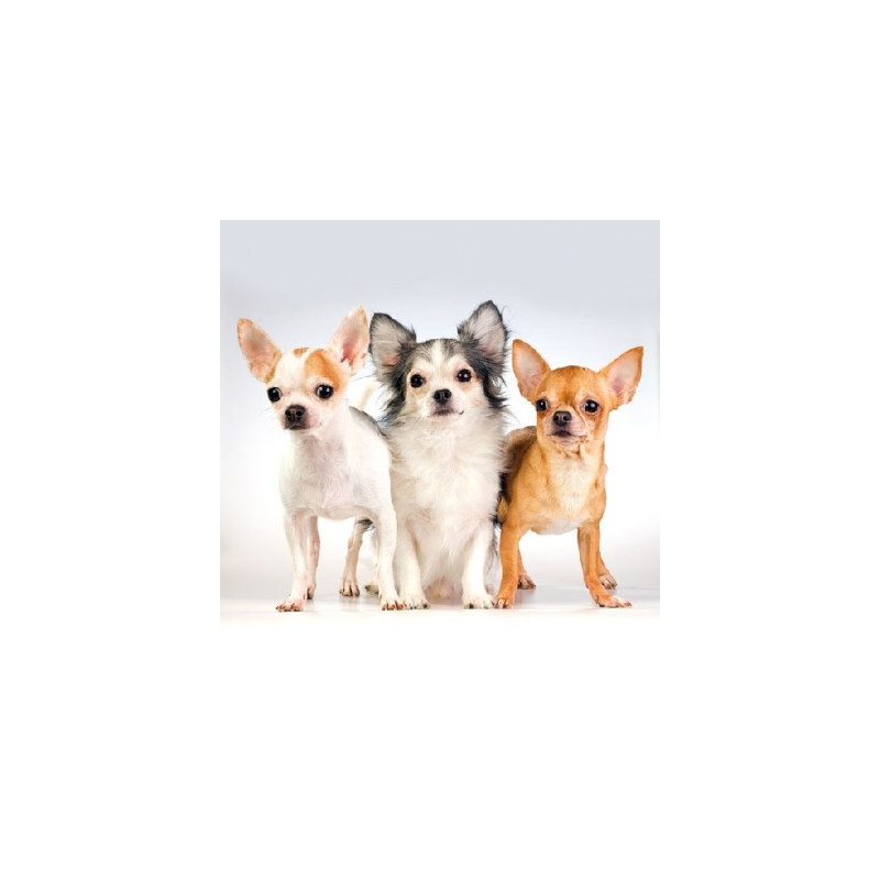 Guardanapo Chihuahua