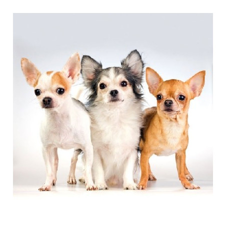 Guardanapo Chihuahua