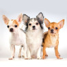Guardanapo Chihuahua